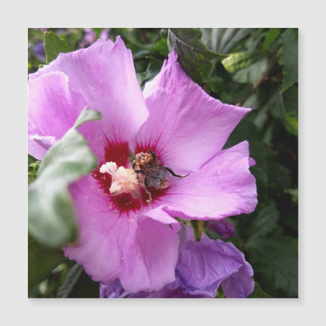 Bumblebee no Cartão Magnético da Flor de Hibiscus (Frente)