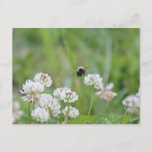 Bumblebee no cartão postal do trevo