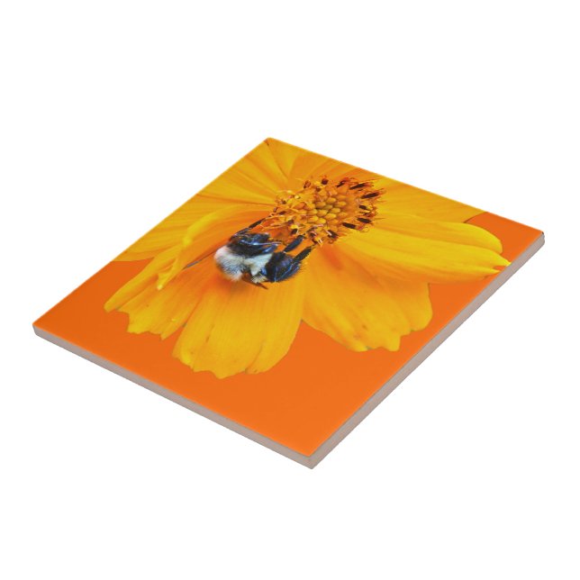 Bumblebee no Cosmos (Lateral)
