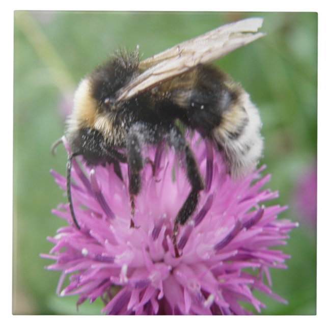 Bumblebee num Azulejo de Thistle (Frente)