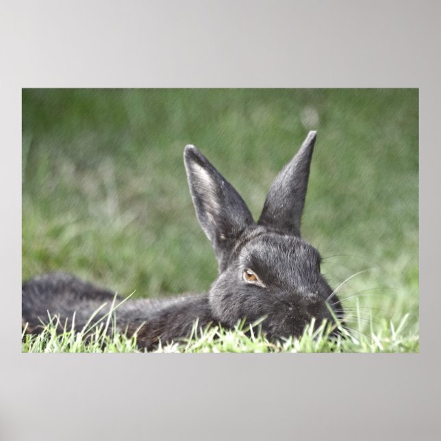 Bunny In Grass Fine Art impressão (Frente)