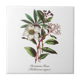 Buquê de Flor de Natal Botânico Vintage