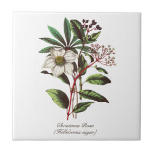 Buquê de Flor de Natal Botânico Vintage