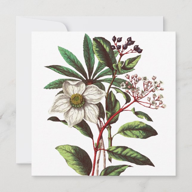 Buquê de Flor de Natal Botânico Vintage (Frente)