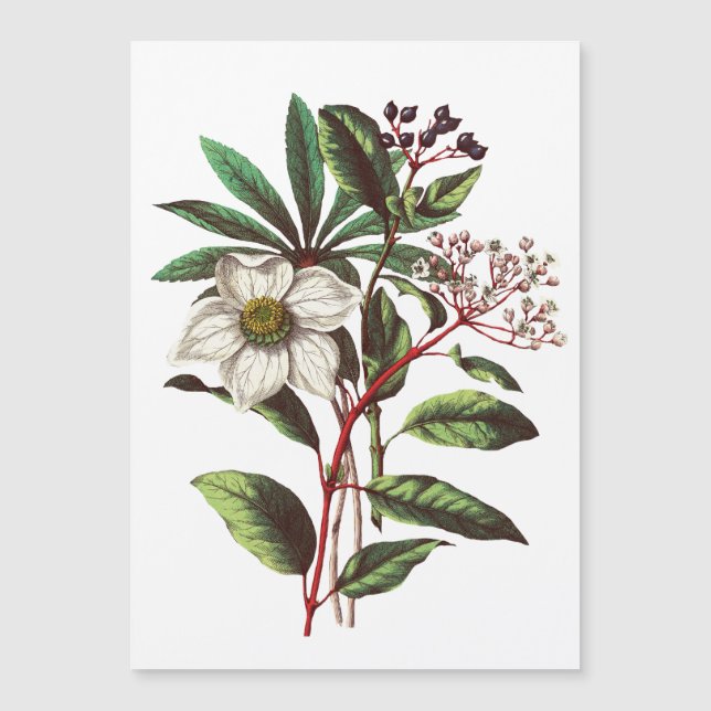 Buquê de Flor de Natal Botânico Vintage (Frente)