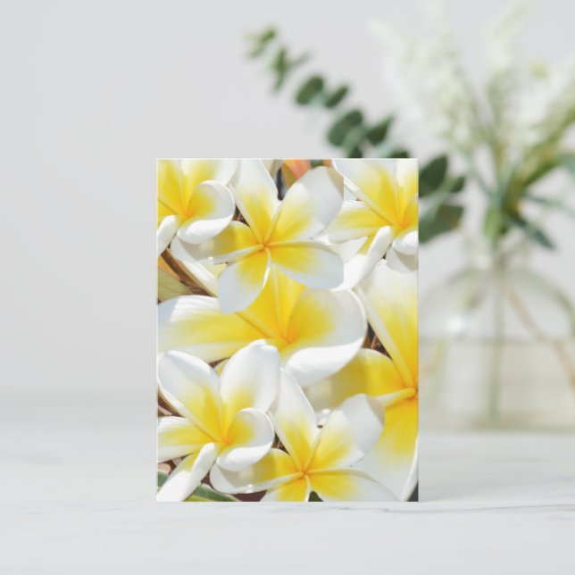 Buquê de Frangipani, Cartão Postal (Em pé/Frente)