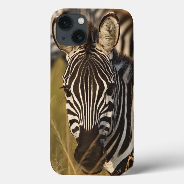 Burchell's Zebra in tall summer grass, Masai (Verso)