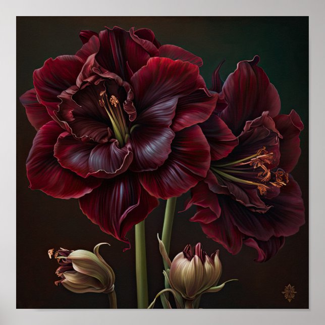 Burgundy Amaryllis Flower Art Poster (Frente)
