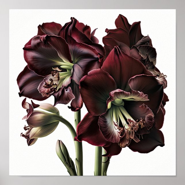 Burgundy Amaryllis Flower Art Poster (Frente)