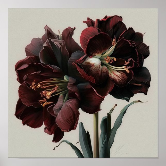 Burgundy Amaryllis Flower Art Poster (Frente)