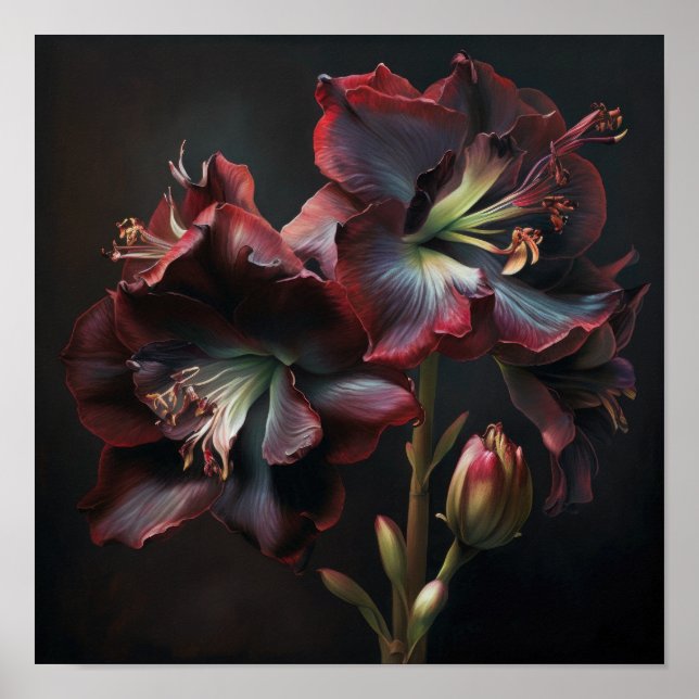 Burgundy Amaryllis Flower Art Poster (Frente)