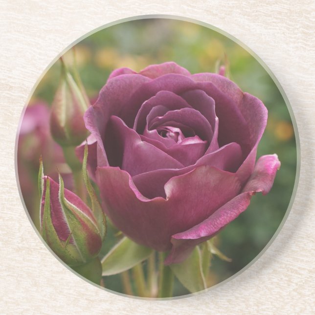 Burgundy Iceberg Rosa nº 1-2 Porta copos Sandstone (Frente)