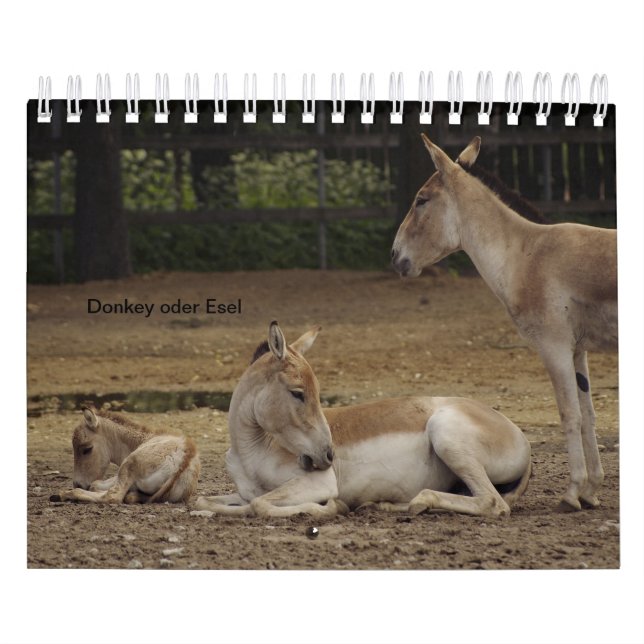 Burro ou Donkey como calendários (Capa)