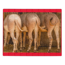 burros somalis africanos em