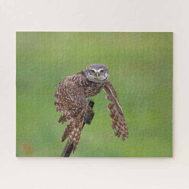 Burrowing Owl Jigsee Quebra-cabeça (Horizontal)