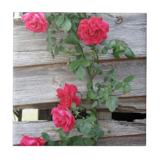 Bush cor-de-rosa de escalada