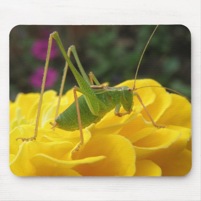 Bush Cricket Mousepad (Frente)