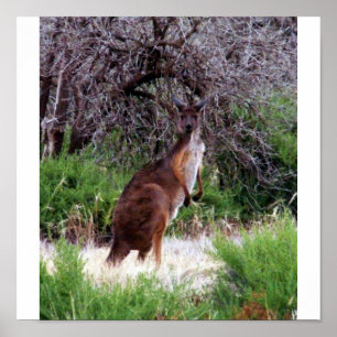Bush Kangaroo Impressão