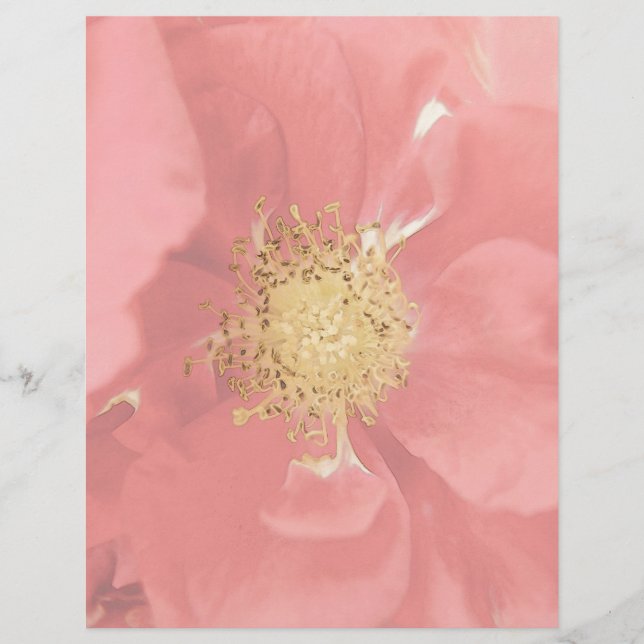 Bush Rosa Mono (Frente)
