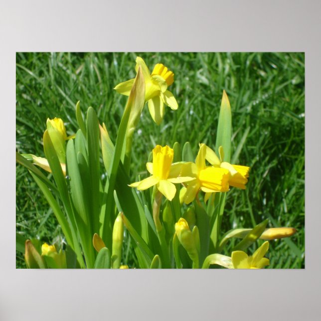 Buttercup Yellow Daffodils Poster (Frente)