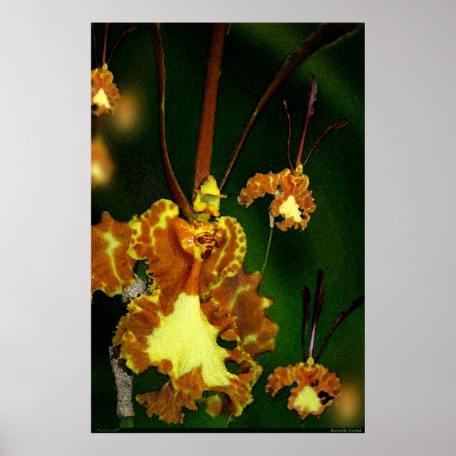 Butterfly Orchid Art Poster - 24x36 - outros taman (Frente)
