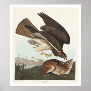 Buzzard comum por Poster Audubon