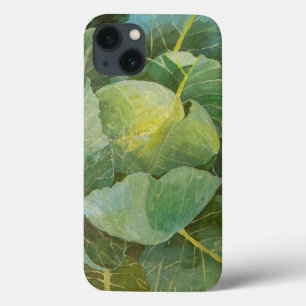 Cabbage