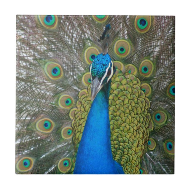 Cabeça Azul de Peacock com Penas das Caudas (Frente)
