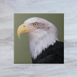 Cabeça de Águia Bald Americana