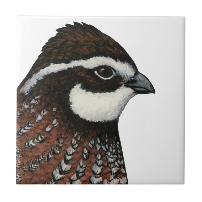 Cabeça de Codorna Bobwhite (Frente)