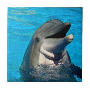 Cabeça de golfinho de gargalo