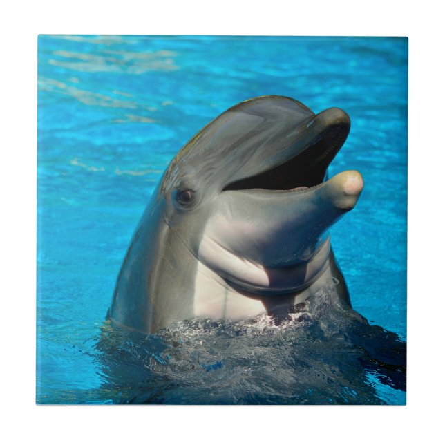 Cabeça de golfinho de gargalo (Frente)