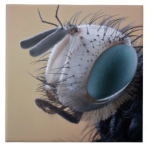 Cabeça de Inseto de Insetos de Fechamento