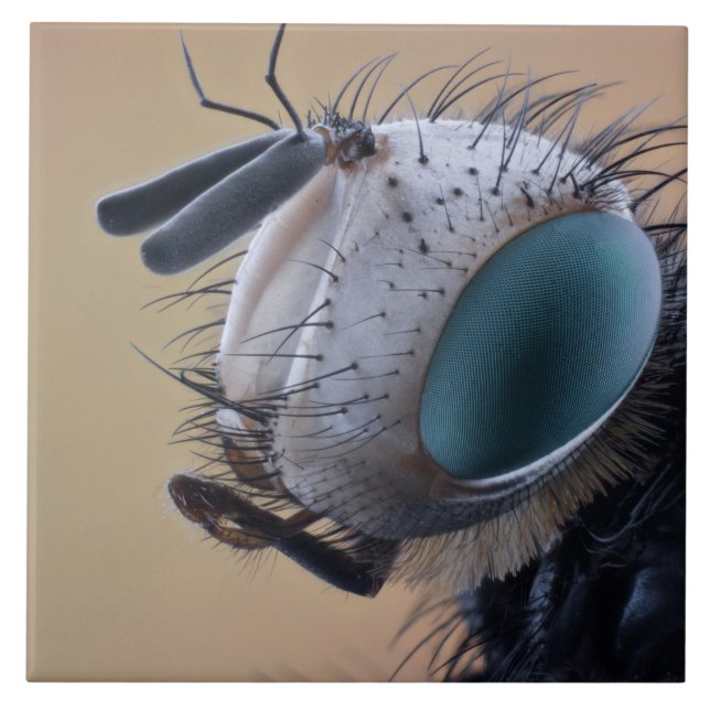 Cabeça de Inseto de Insetos de Fechamento (Frente)