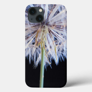 Cabeça de Semente de Dandelion (Taraxacum Officin