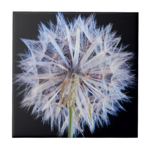 Cabeça de Semente de Dente-de-Leão (Taraxacum Offi
