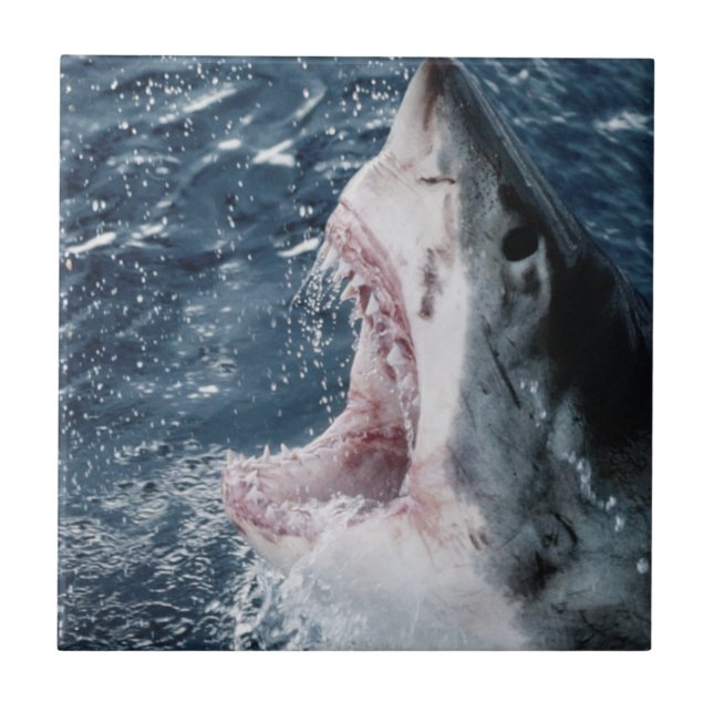 Cabeça de Tubarão Branco Excelente (Frente)