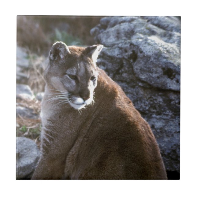 Cabeça do leão do Mt (Frente)