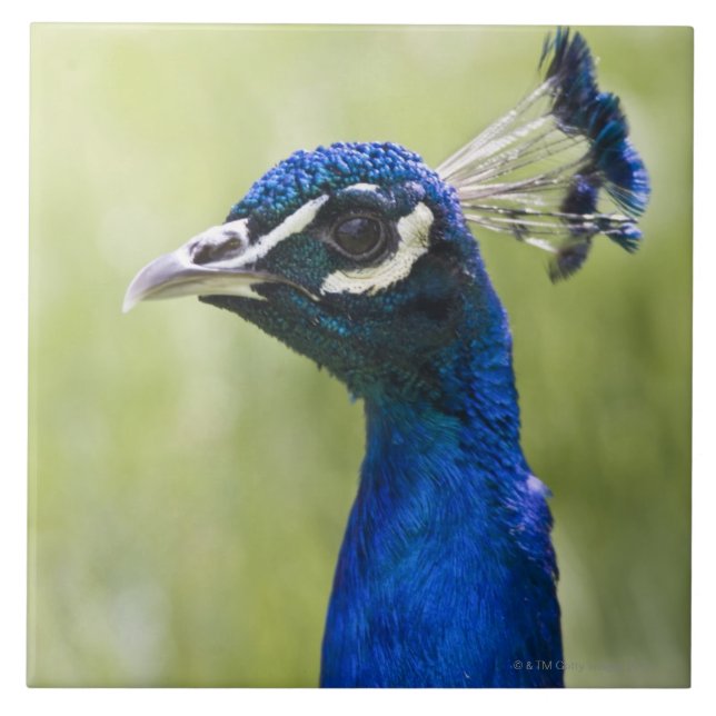 Cabeça do pavão (Frente)