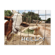 Cabra curiosa - Cartão postal