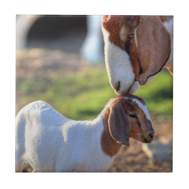 Cabra da mãe que beija seu bebê na cabeça (Frente)