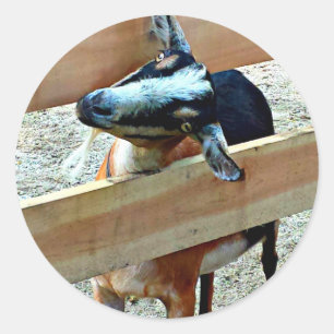 Cabra engraçada - folha das etiquetas