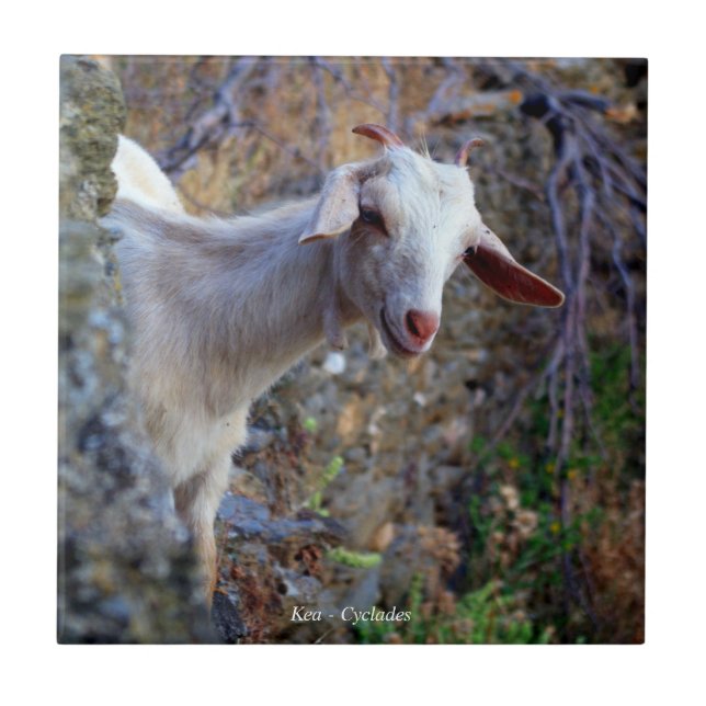 Cabra sorridente (Frente)