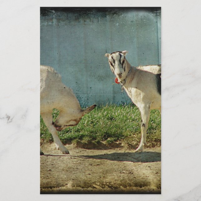 Cabras leiteiras (Frente)