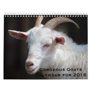 Cabras lindos calendário de 12 meses para 2016