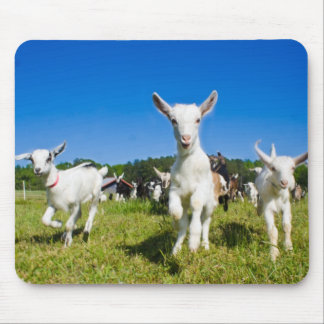 Cabras Mousepad do bebê