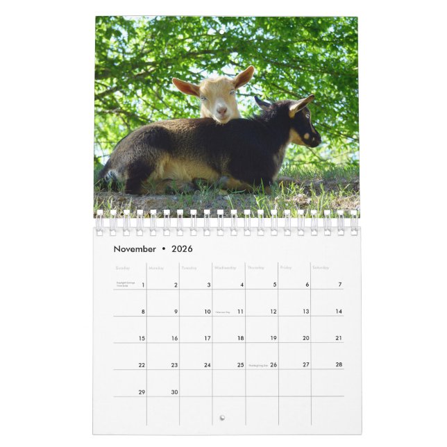 Cabras no calendário da fazenda da grama KNS (Nov 2026)