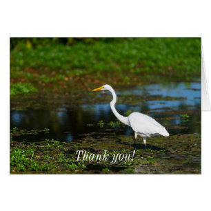 Caça ao Cartões de agradecimentos Egret
