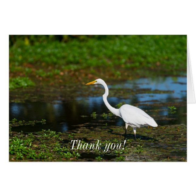 Caça ao Cartões de agradecimentos Egret (Frente horizontal)