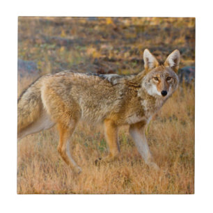 Caça de coiote (Canis Latrans)
